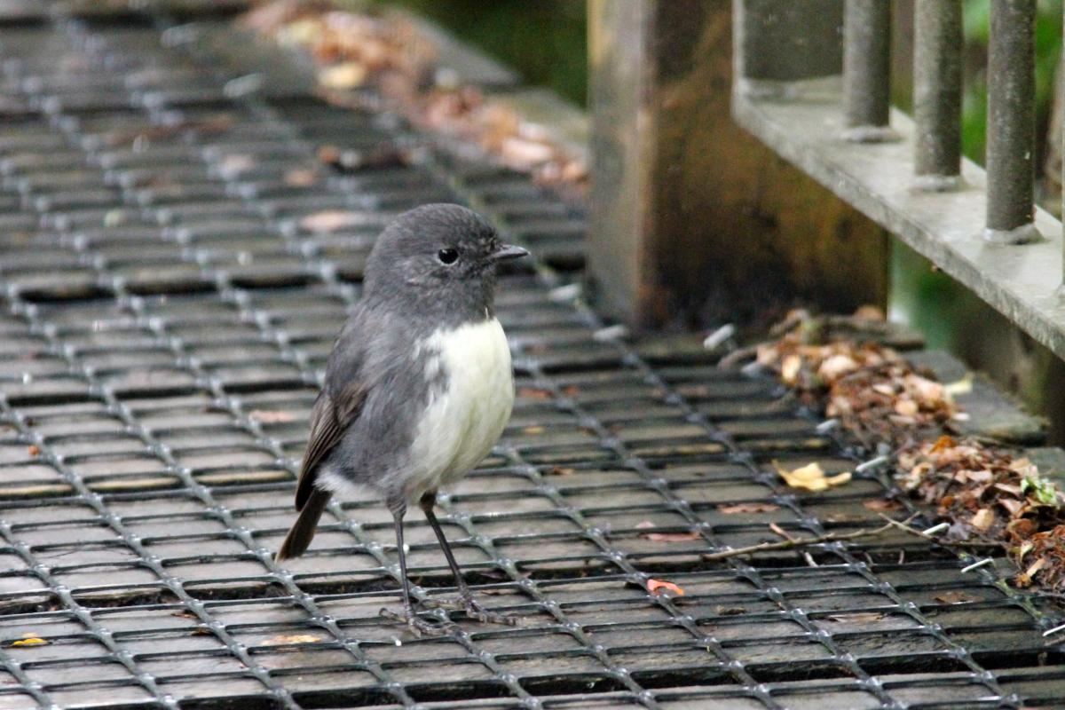 New Zealand Robin (Petroica australis)
